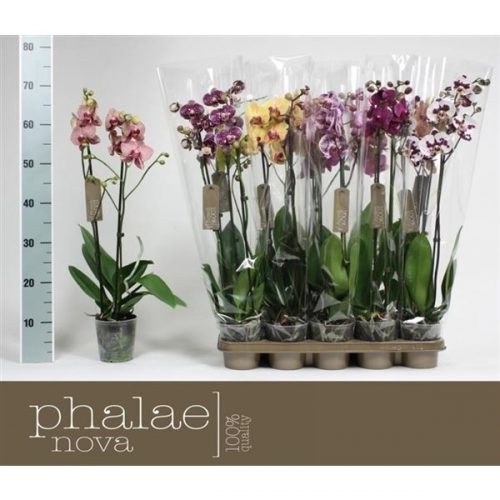 Phalaenopsis mix exclusive