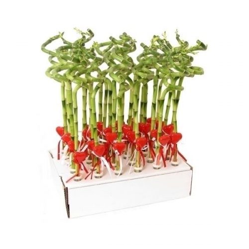 Dracaena lucky bamboo spiraal + tube va41