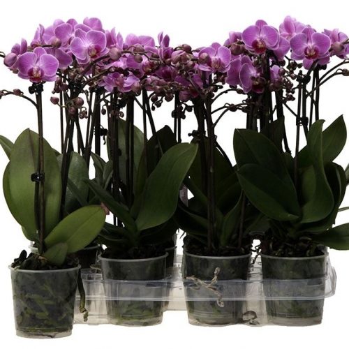 Phalaenopsis multiflora kolibri paars