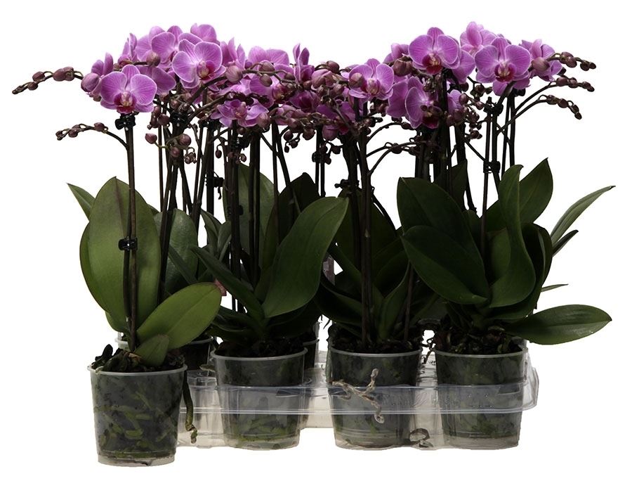 Phalaenopsis multiflora kolibri paars 1 Phalaenopsis multiflora kolibri paars
