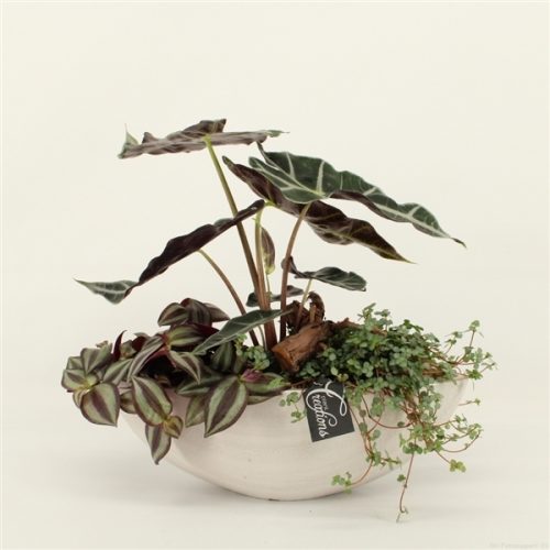 Grcr-2025 green creations	-	2	-	Adet