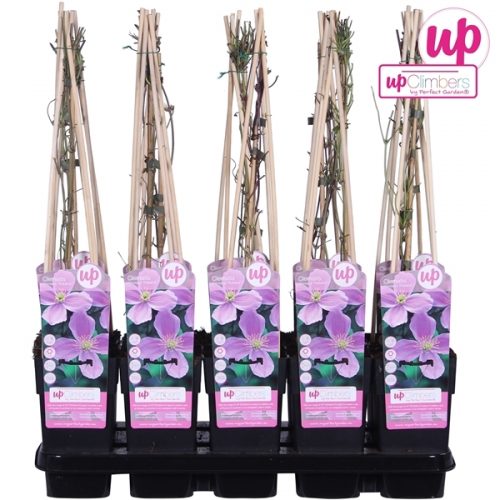 Clematis montana var. rubens