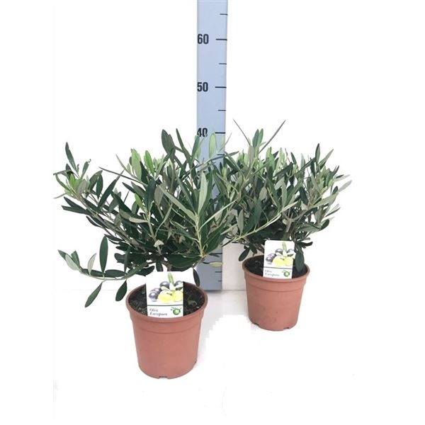 Olea europaea 1 Olea europaea