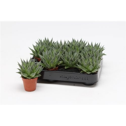 Aloe aristata magic xxl