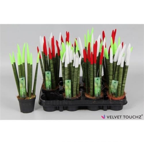 Sansevieria cylindrica spaghetti velvet svt09zk017