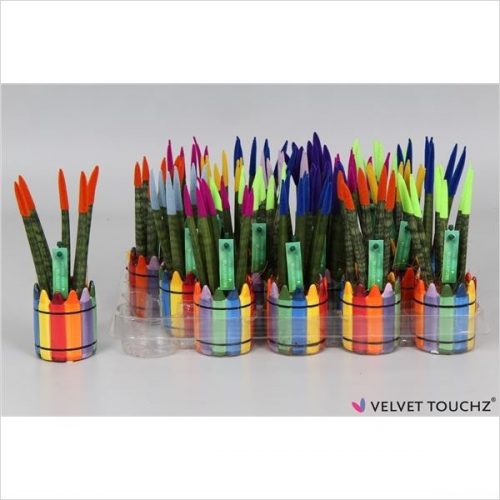 Sansevieria cylindrica spaghetti