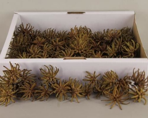 Spidergum claw box (100p) nat. - Spidergum claw box (100p) nat.