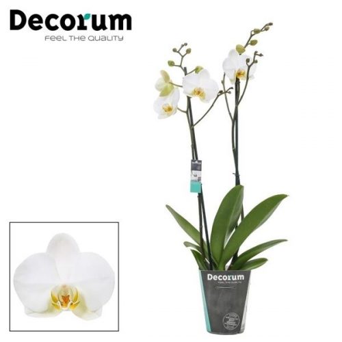 Phalaenopsis london	phal. london - 2 spike 12cm	-	4	-	Adet