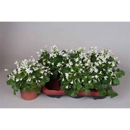 Oxalis triangularis subsp. papilion