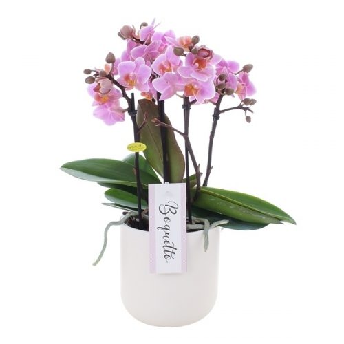 Phalaenopsis multiflora boquetto romantico