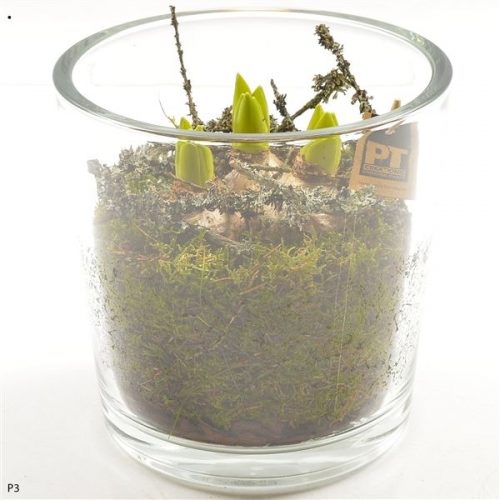 Pthcg 5887	-	2	-	Adet