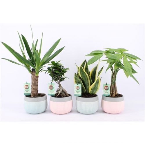 Kamerplanten amazone mix