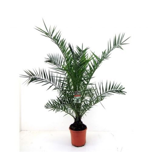 Phoenix canariensis