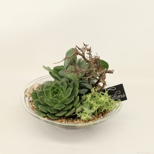Ctcr-2050 cactus en succulent creatie	-	2	-	Adet