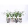 Beaucarnea recurvata 3 Beaucarnea recurvata 2