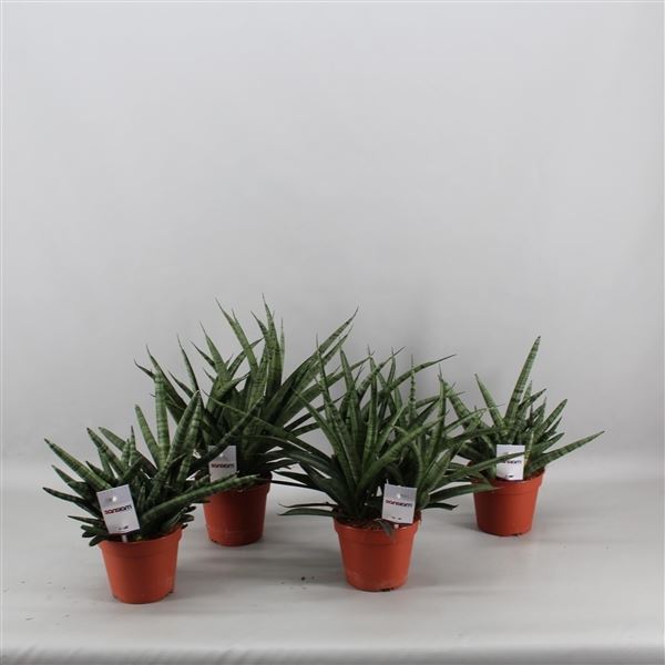 Sansevieria sansiam mix 1 Sansevieria sansiam mix