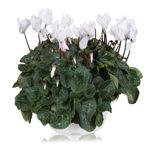 Cyclamen ton sur ton in balkonbak (