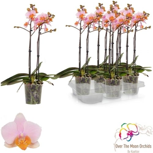 Phalaenopsis multiflora tulcan