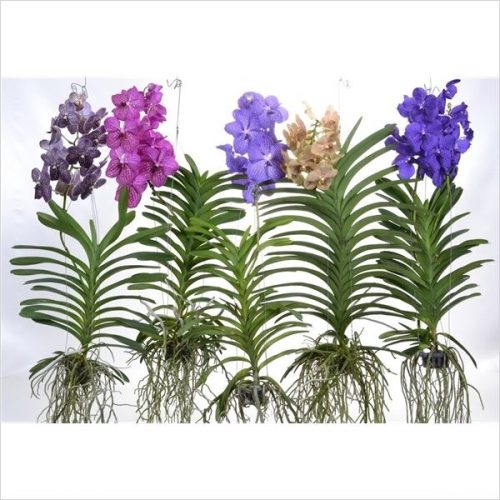 Vanda mix xxl