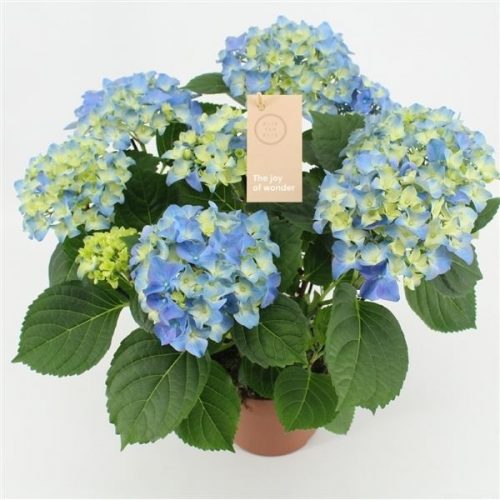 Hydrangea macr. early blue