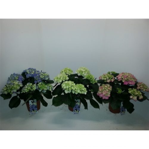 Hydrangea macr. mix