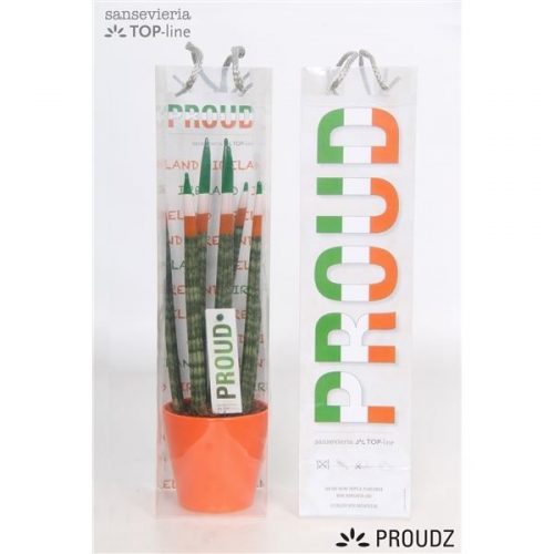 Sansevieria cilindrica proudz ierland