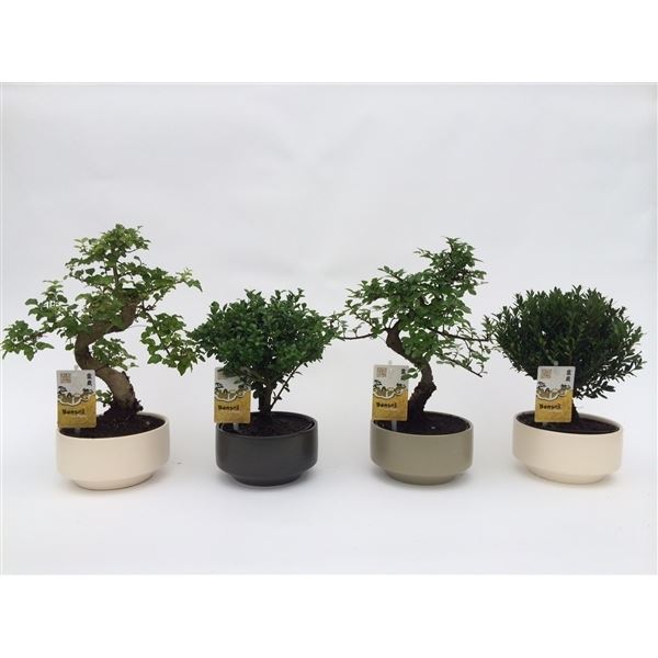 Bonsai s-vorm 1 Bonsai s-vorm