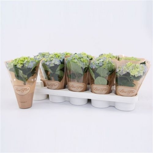 Hydrangea macr. early blue