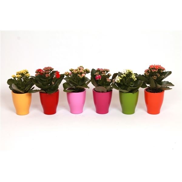 Kalanchoe rosalina mix kp-590.1
