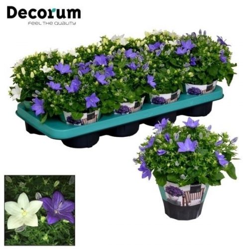 Campanula isoph. mix