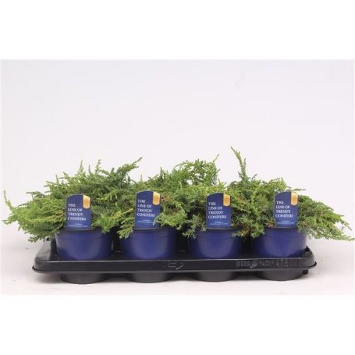 Juniperus communis green carpet