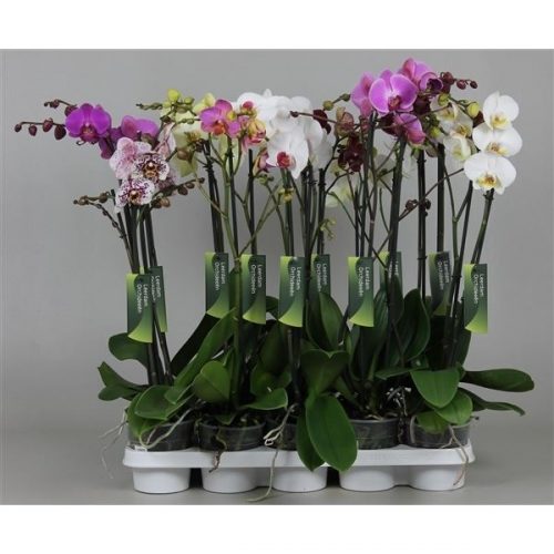 Phalaenopsis mix