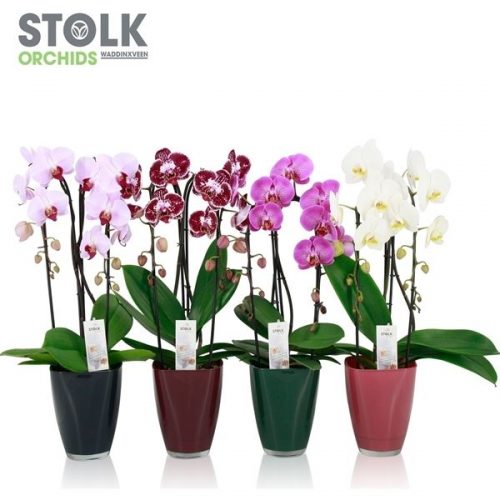 Phalaenopsis mix cascade