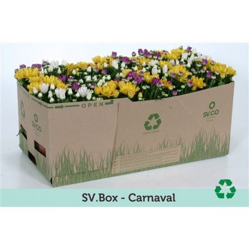 Chrysanthemum mix per pot