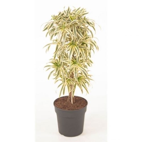 Dracaena reflexa song of india