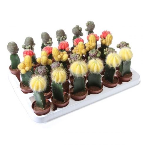 Gymnocalycum japan mix