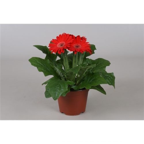 Gerbera rood excellent