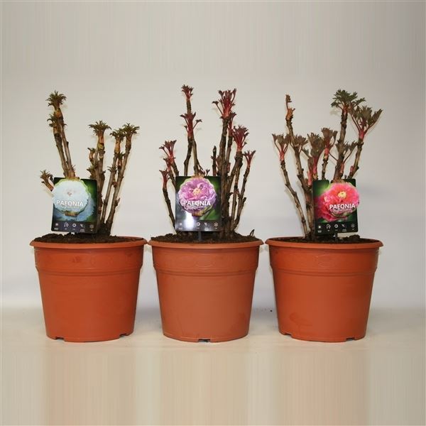 Paeonia suffruticosa mix