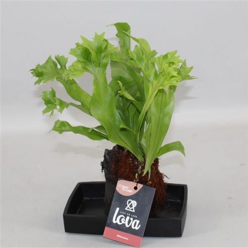 Lova microsorum punctatum green flame