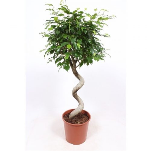 Ficus benjamina exotica