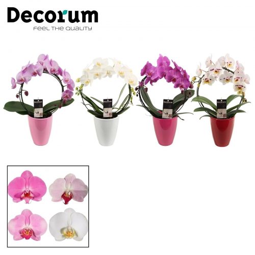 Phalaenopsis mix boog pbmdpc
