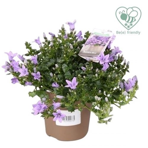 Campanula ambella lavender