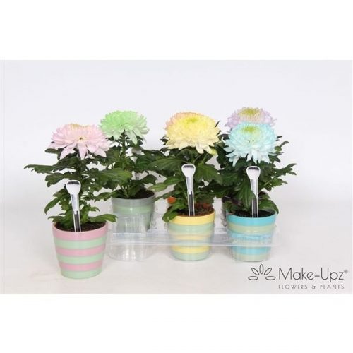 Chrysanthemum ind. mix makeupz
