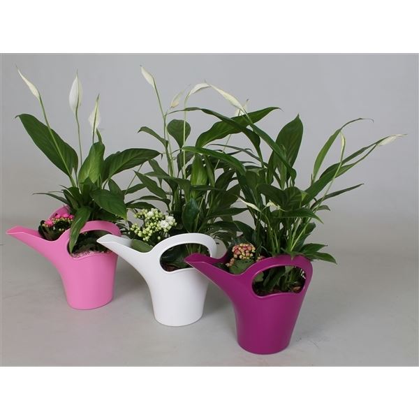 Arrangementen kamerplanten mix 1 Arrangementen kamerplanten mix
