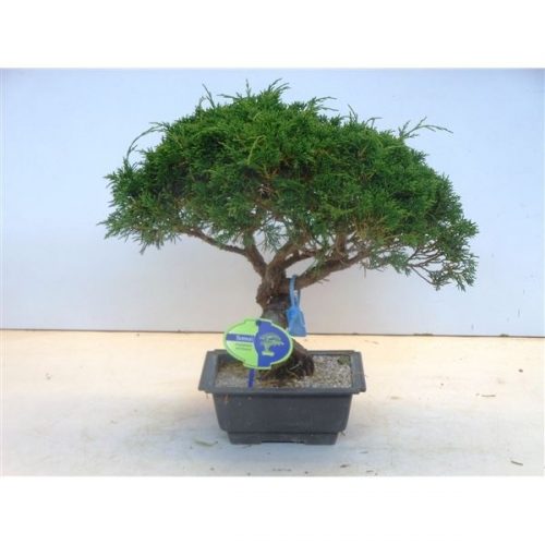 Juniperus chinensis