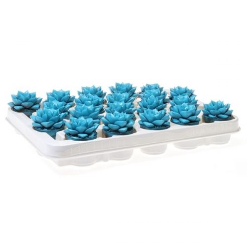 Echeveria rainbow purper bright aqua