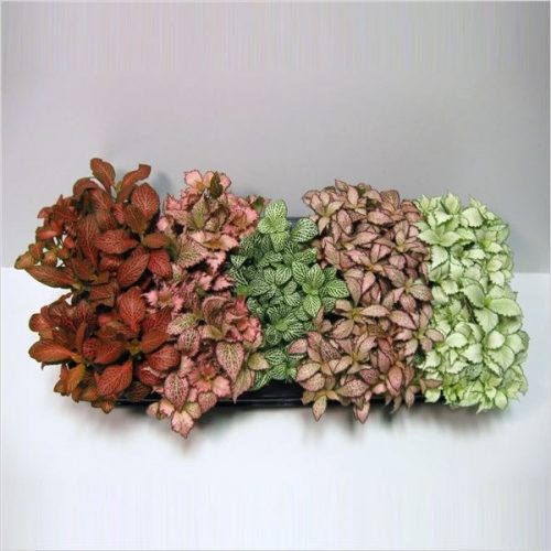 Fittonia mix