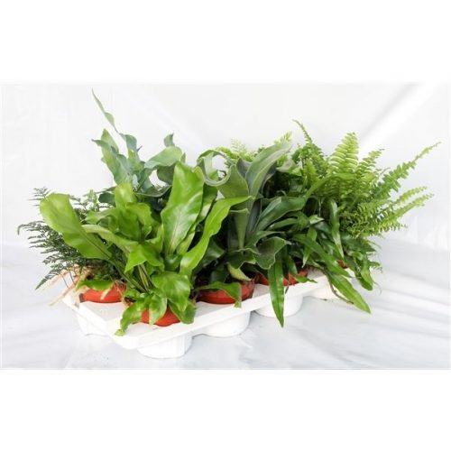 Varens mix exclusieve soorten