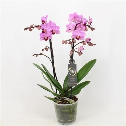 Phalaenopsis multiflora santiago