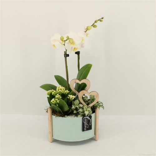 Phalrm-2014w romantic phalaenopsis	-	3	-	Adet
